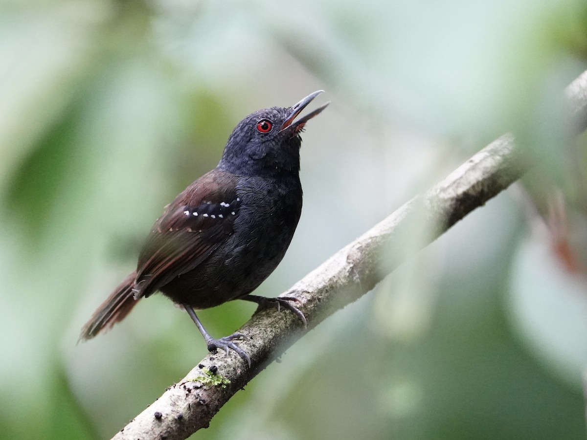 Dull-mantled Antbird - Carlos Ulate