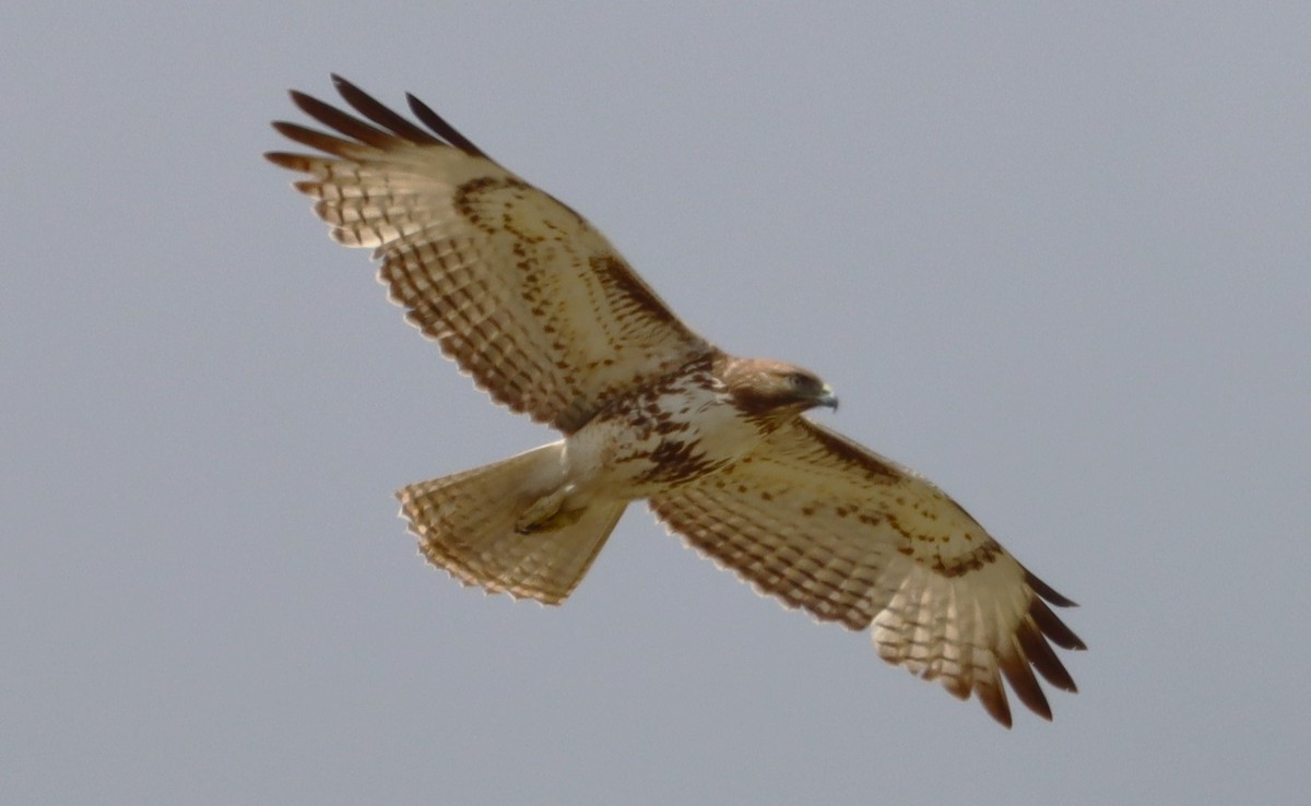 Red-tailed Hawk (calurus/alascensis) - ML616534681