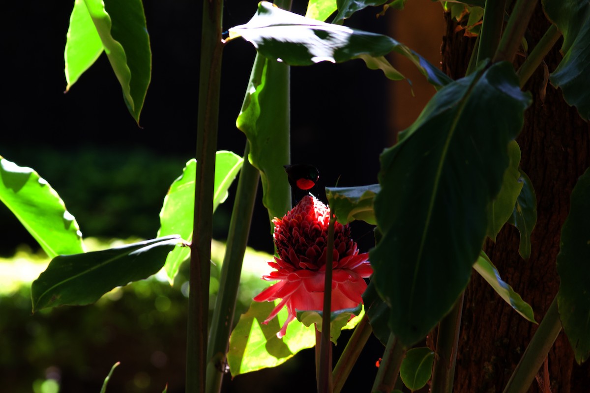 Scarlet-chested Sunbird - ML616534797