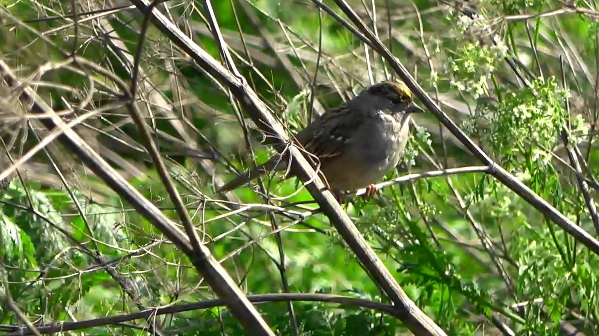 Golden-crowned Sparrow - ML616534853