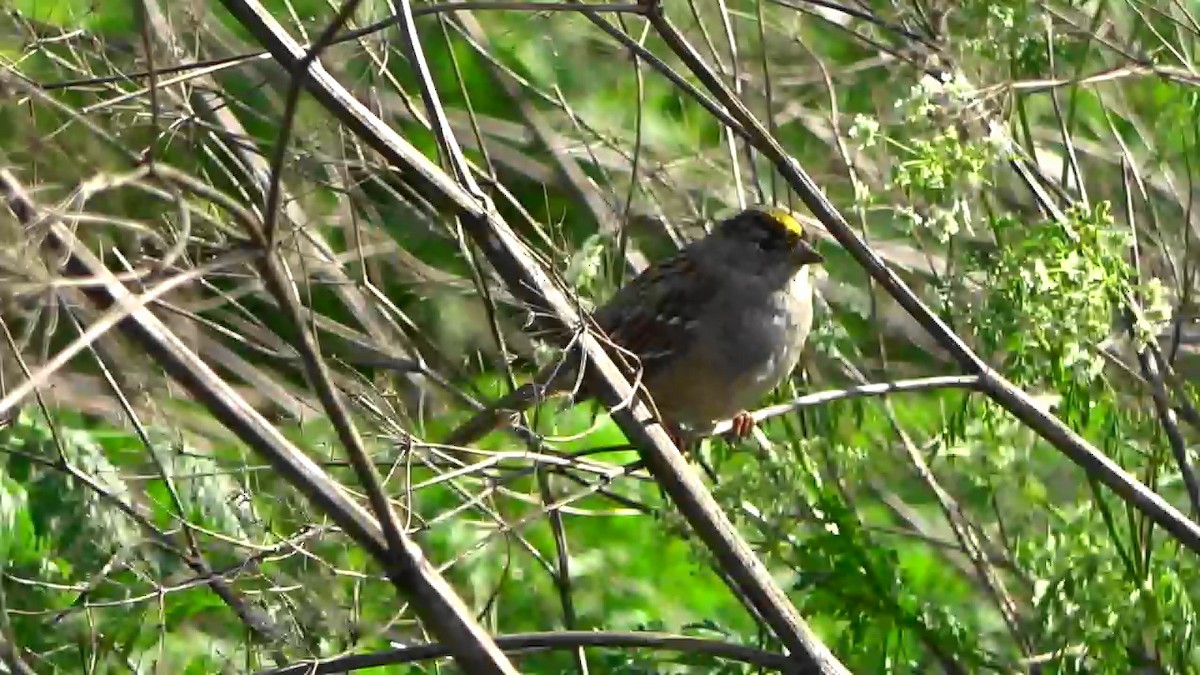Golden-crowned Sparrow - ML616534854