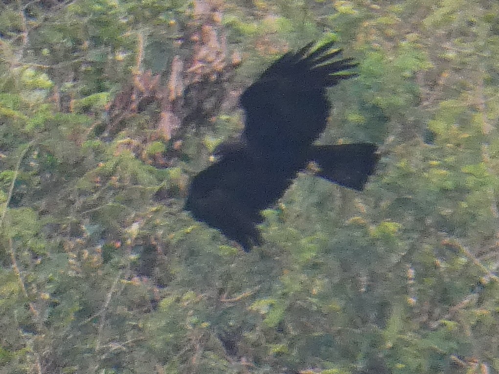 Black Eagle - ML616534930