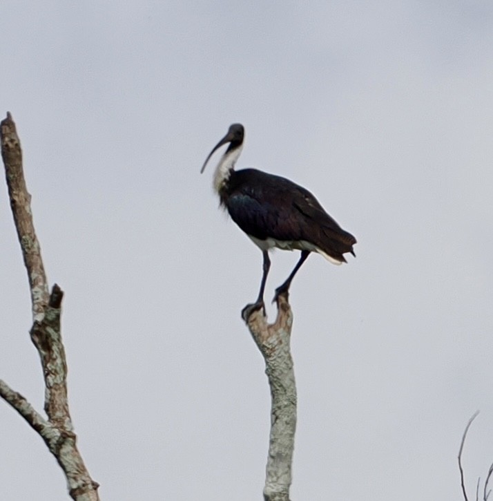 ibis slámokrký - ML616534954