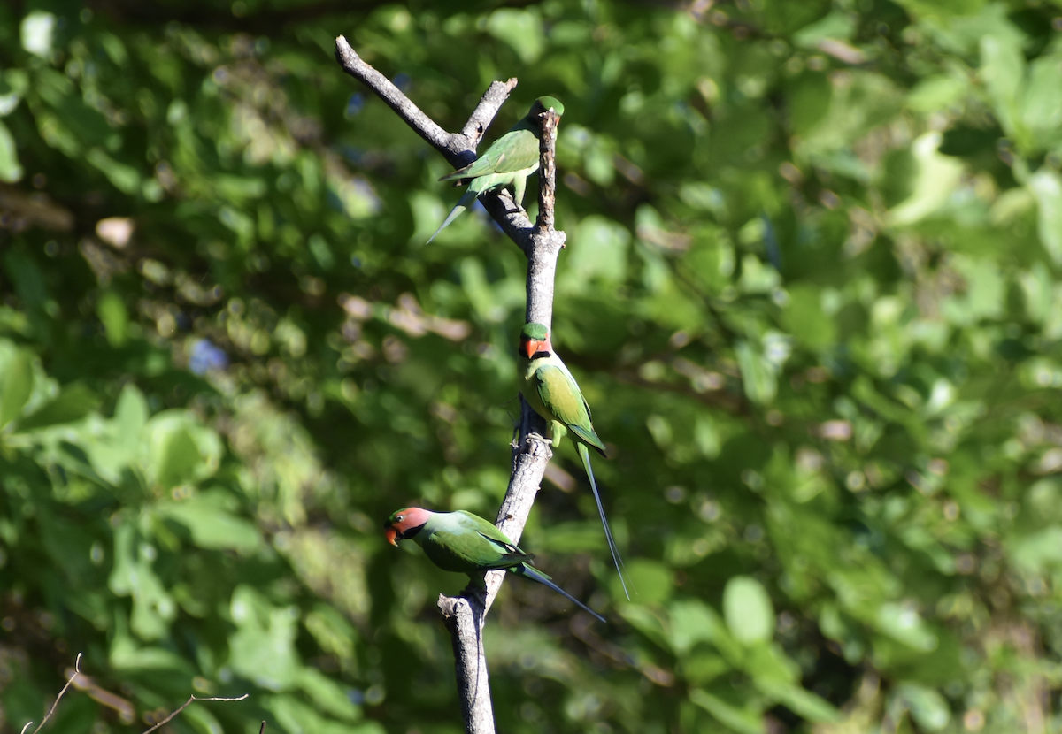 Long-tailed Parakeet - ML616535028