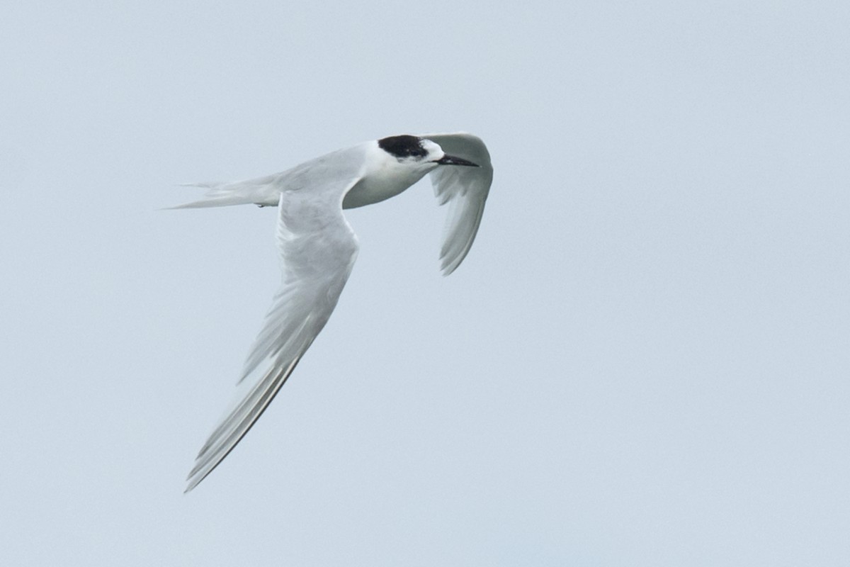 White-fronted Tern - ML616535083