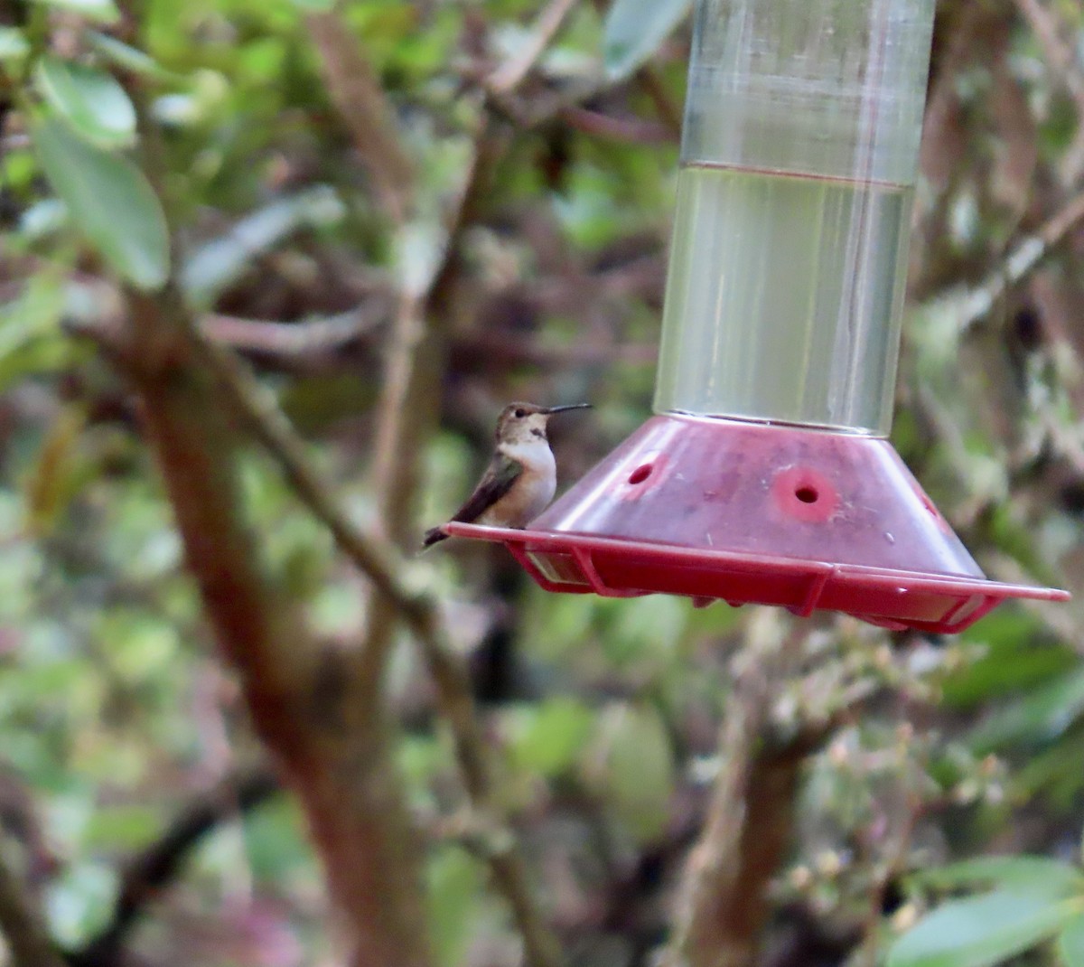 Rufous Hummingbird - ML616535265