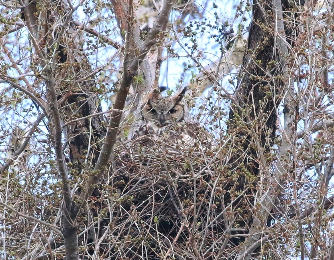 Great Horned Owl - ML616535296