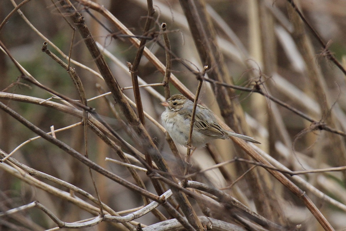Clay-colored Sparrow - ML616535452