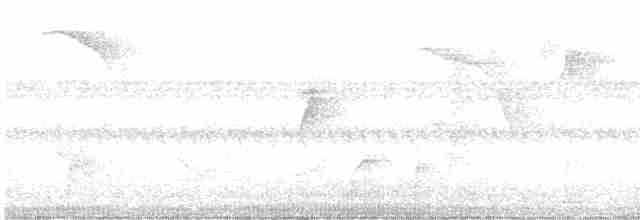 Дрізд-короткодзьоб Cвенсона - ML616535585