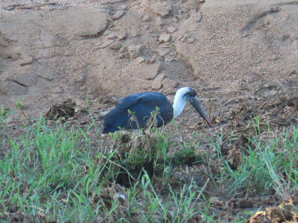 African Woolly-necked Stork - ML616535619