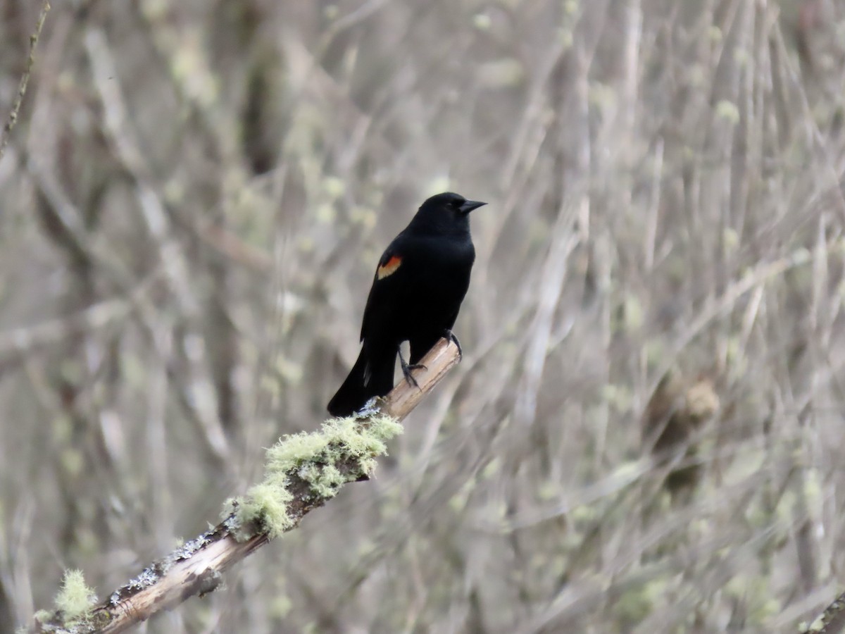 Red-winged Blackbird - George Gerdts