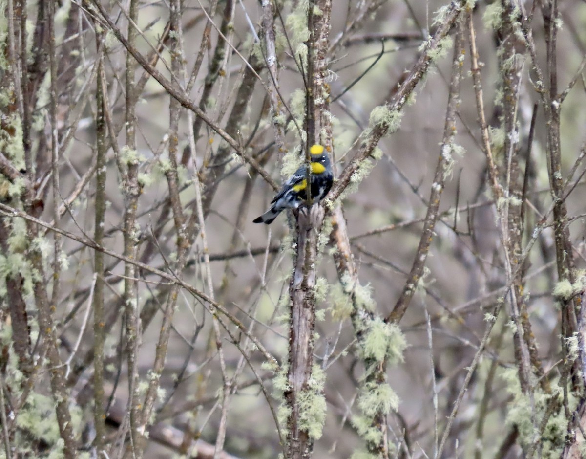 Yellow-rumped Warbler - George Gerdts