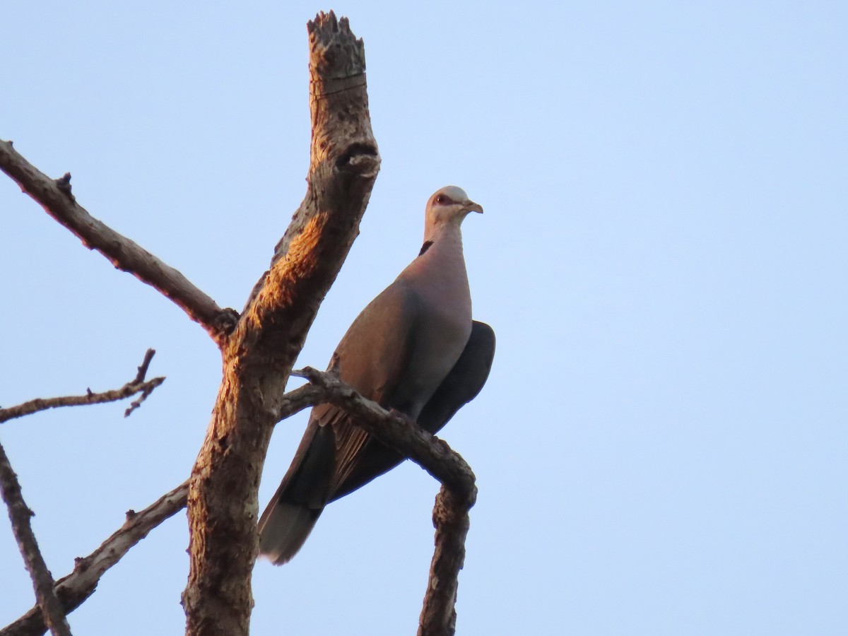Red-eyed Dove - ML616535749