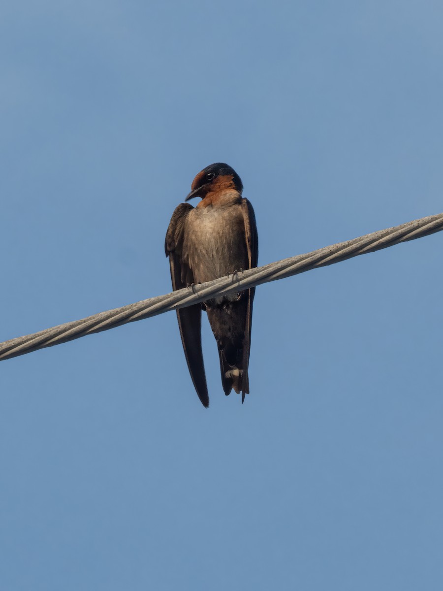 Pacific Swallow (Pacific) - Nuttapong Jomjan