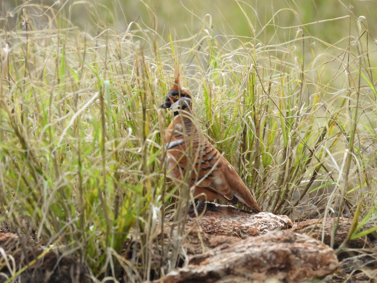 Spinifex Pigeon - ML616535846