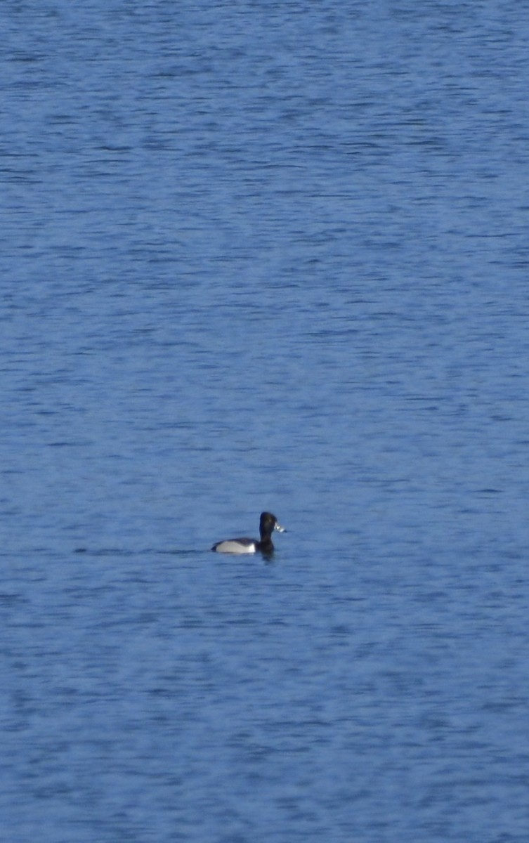 Ring-necked Duck - ML616535898