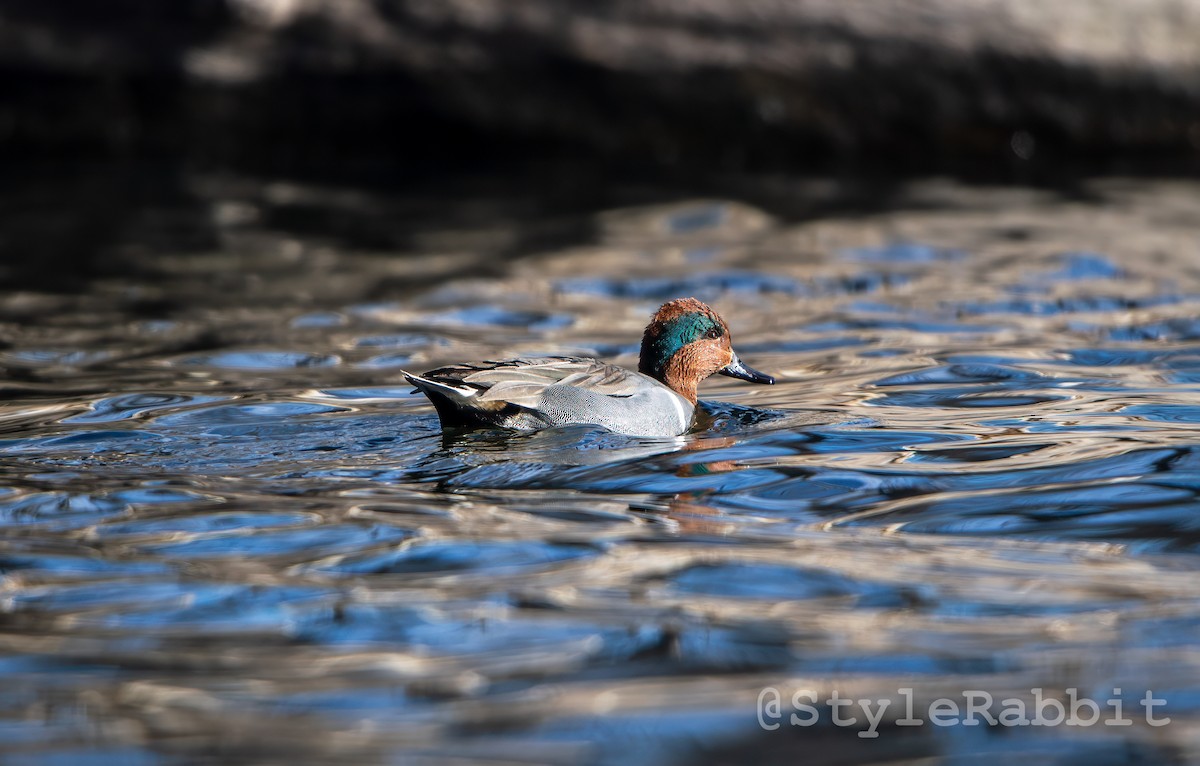 Green-winged Teal - ML616535957