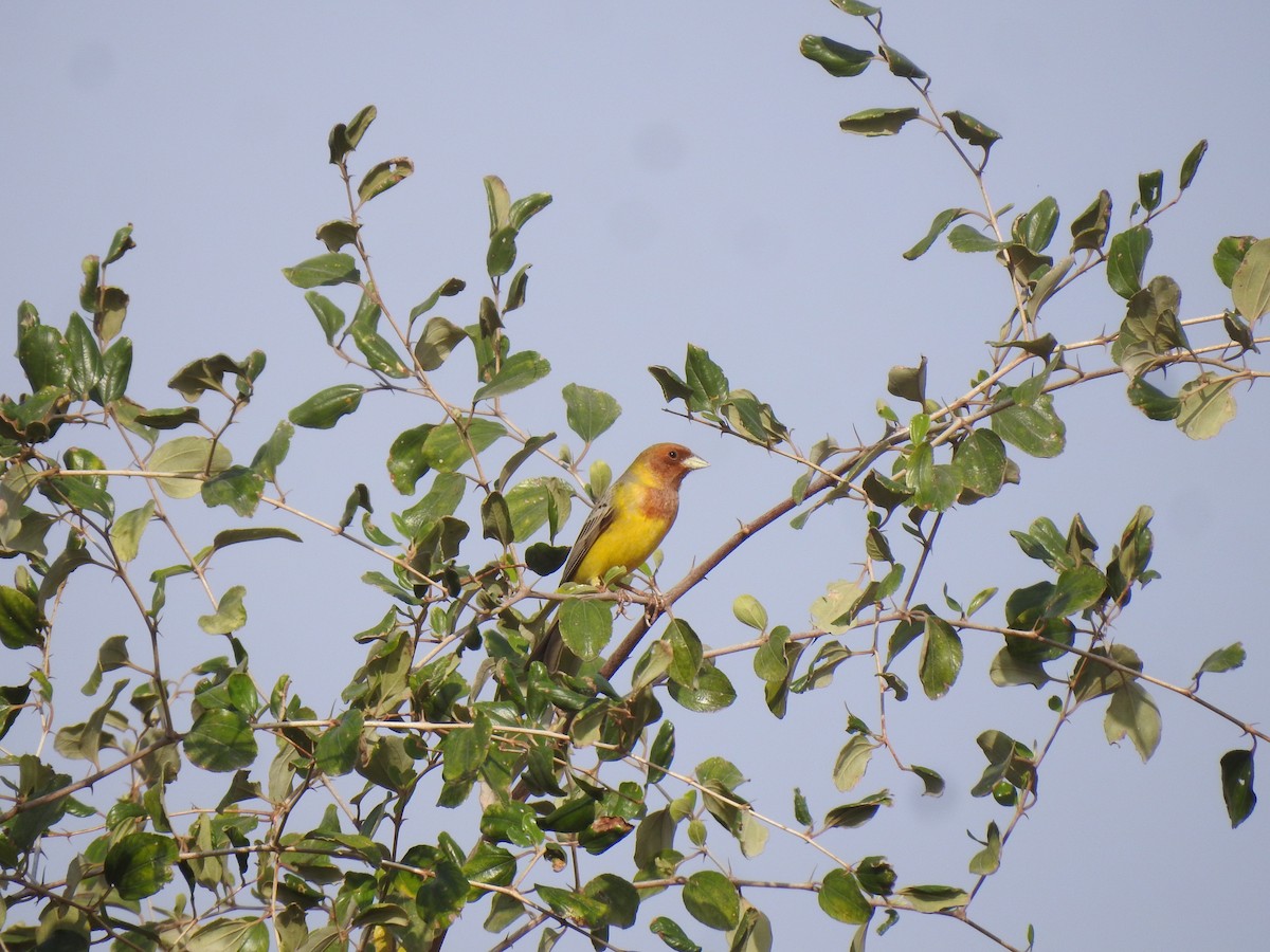 Red-headed Bunting - ML616536013