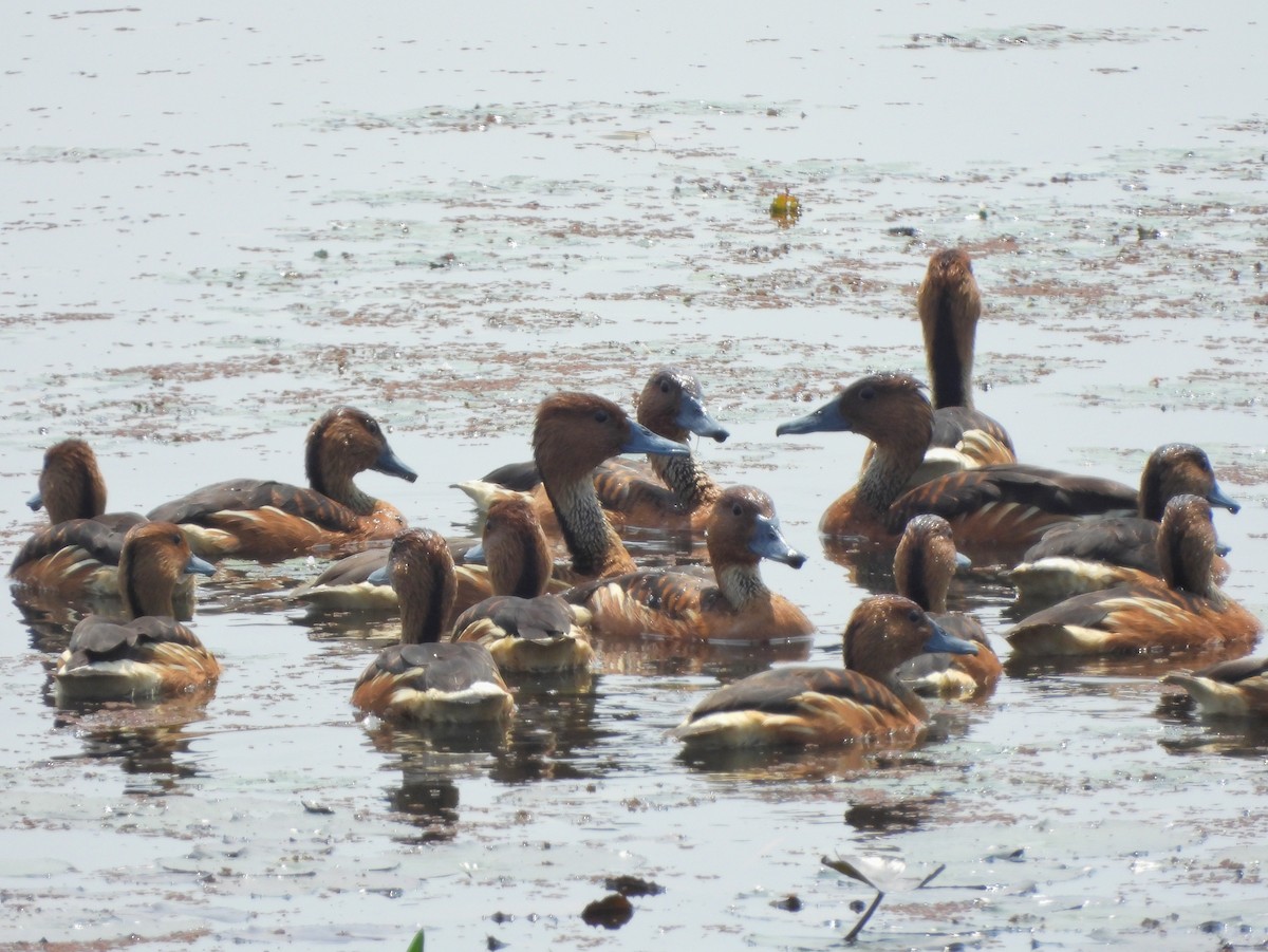 Fulvous Whistling-Duck - ML616536025