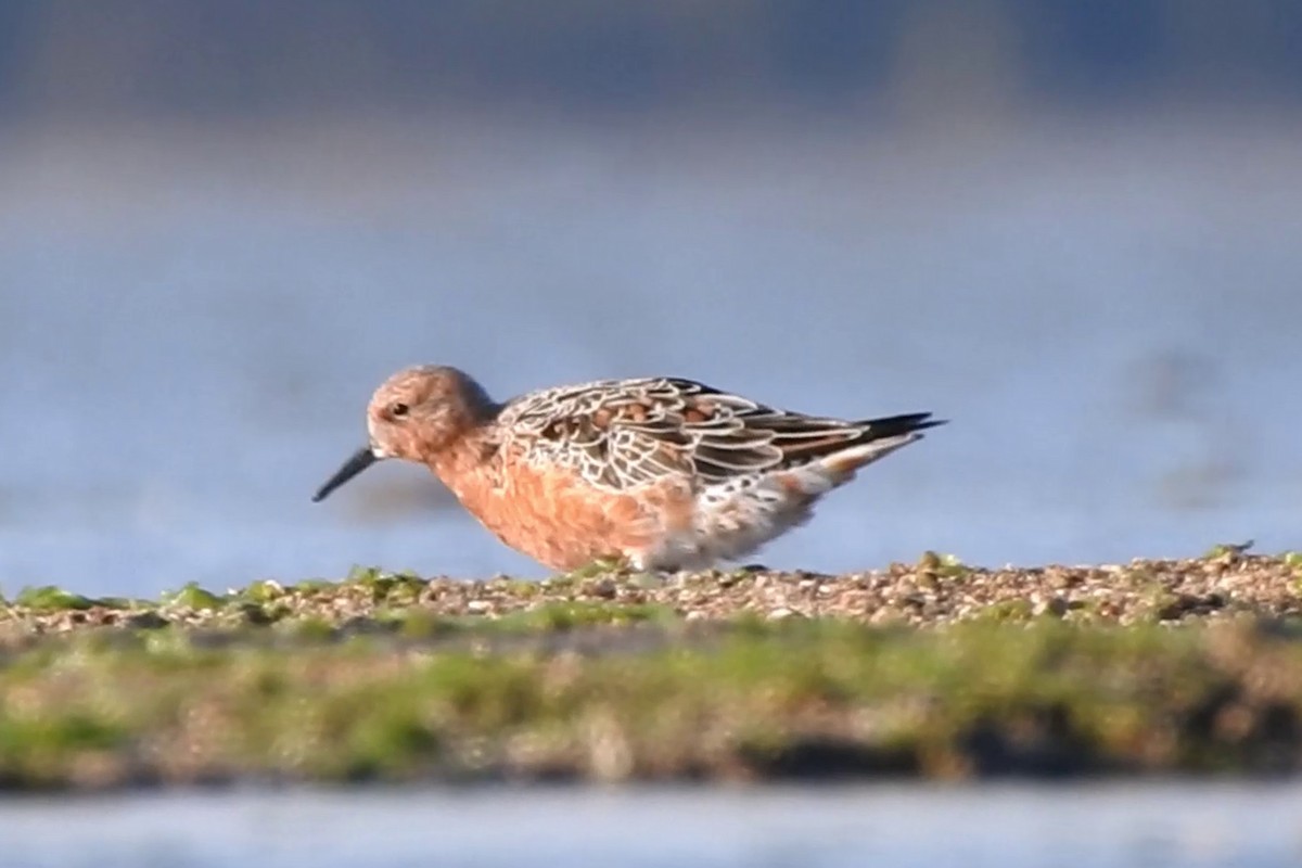 Red Knot - ML616536194