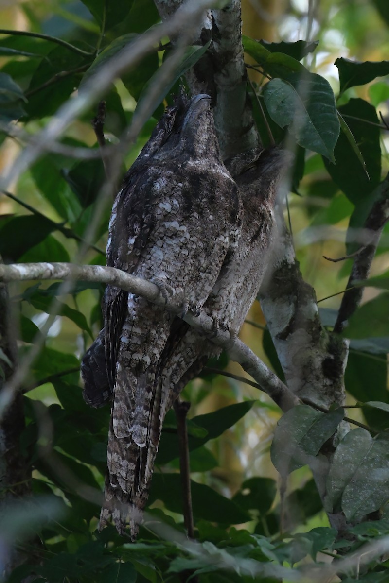Papuan Frogmouth - ML616536309