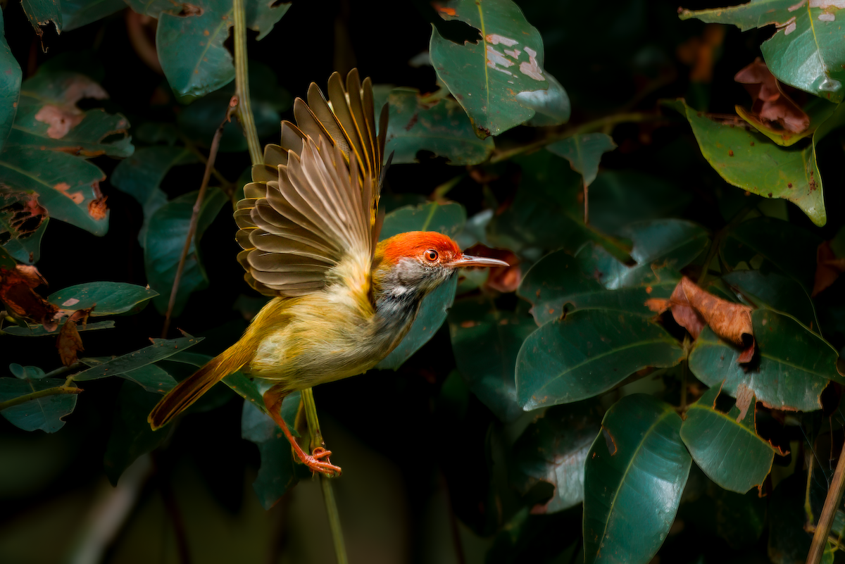 Dark-necked Tailorbird - Mamta Munjal