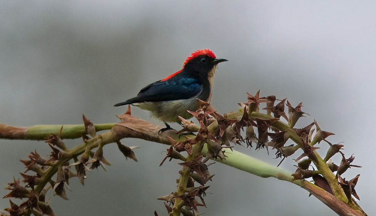 Scarlet-backed Flowerpecker - Mamta Munjal