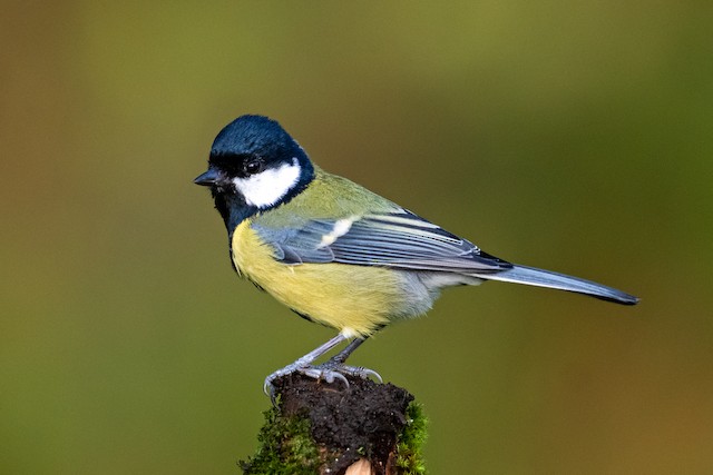 Adult Great Tit (subspecies <em class="SciName notranslate">newtoni</em>). - Great Tit - 