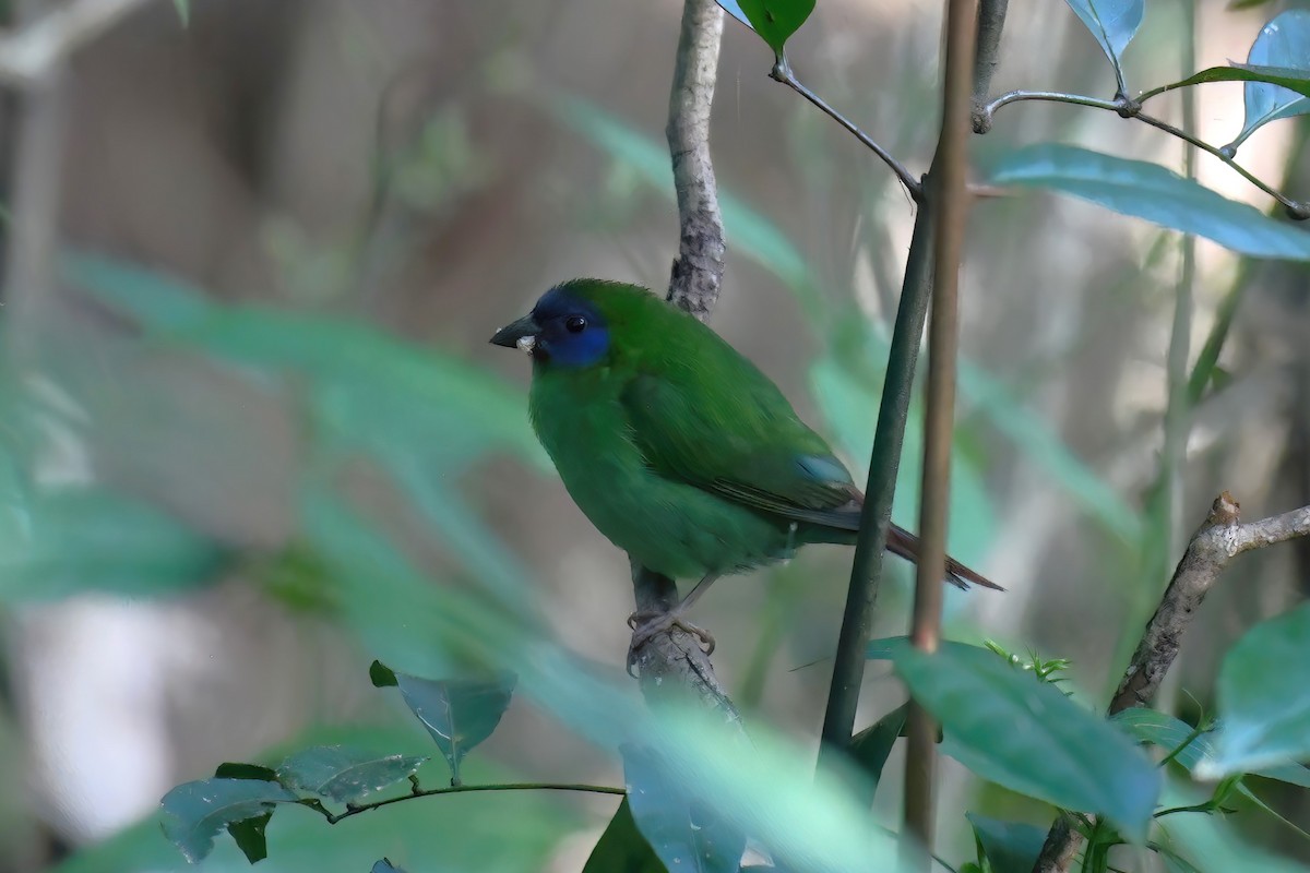Blue-faced Parrotfinch - ML616536388
