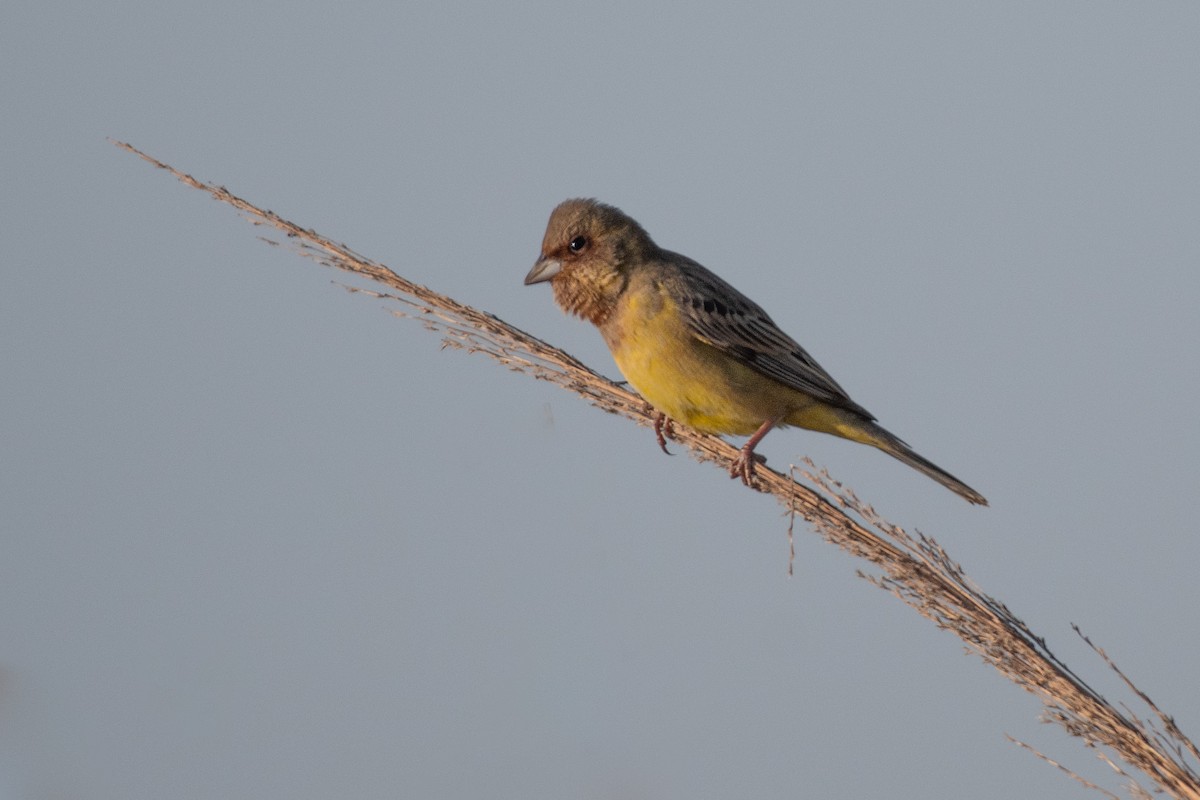 Red-headed Bunting - ML616536399