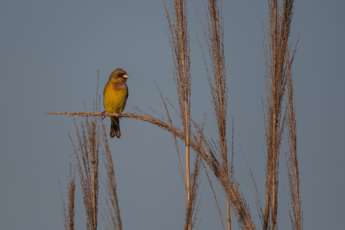 Red-headed Bunting - ML616536400