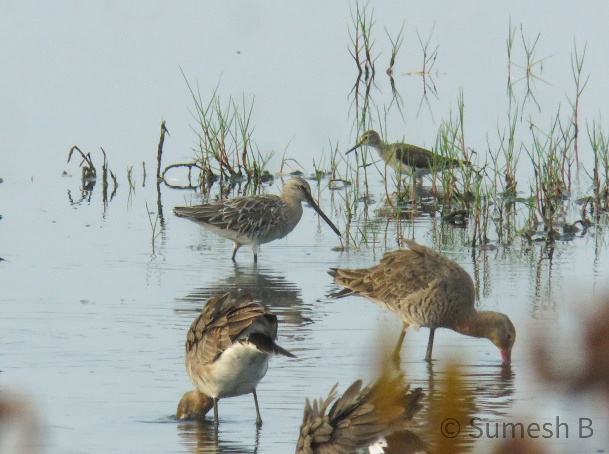 Asian Dowitcher - ML616536557