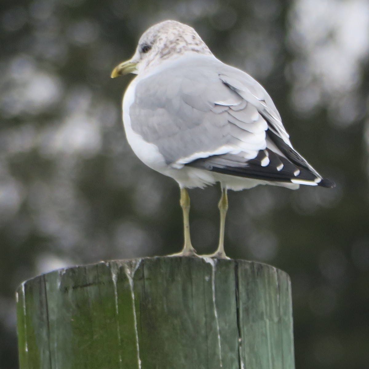 Common Gull (Kamchatka) - ML616536596