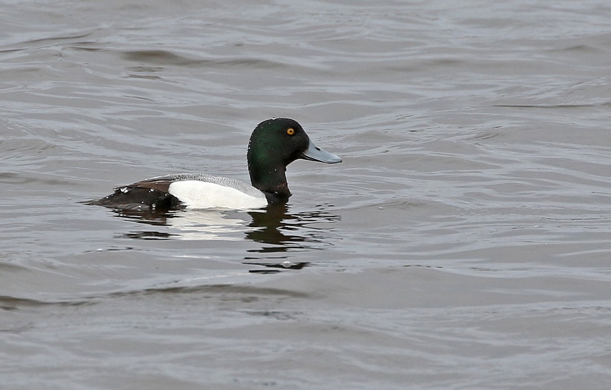 Greater Scaup - ML616536654