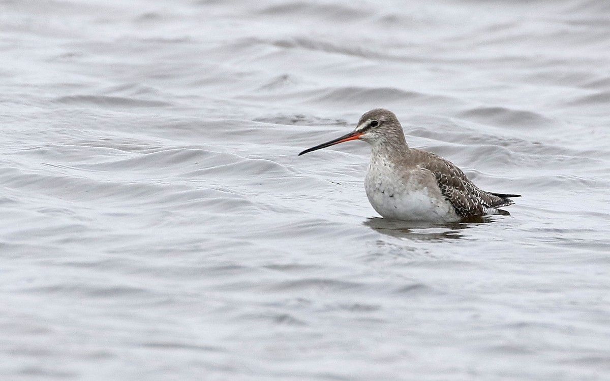 Spotted Redshank - ML616536656