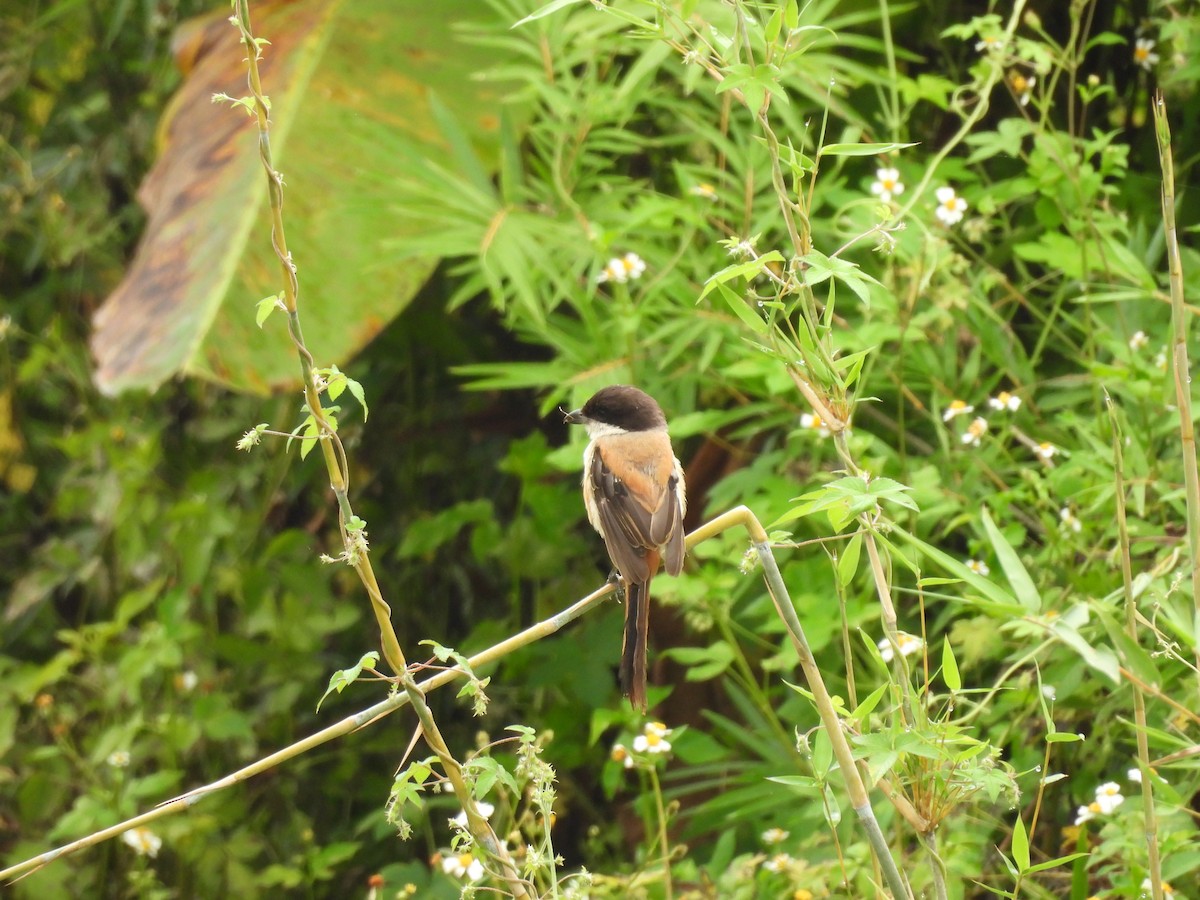 Long-tailed Shrike - Xiongfei Pu