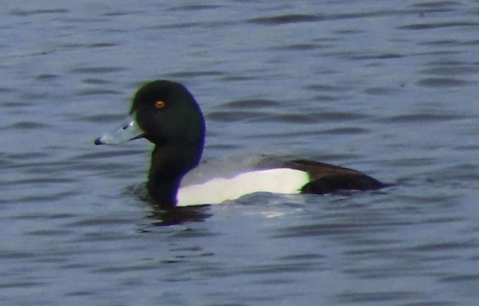 Greater Scaup - George and Teresa Baker