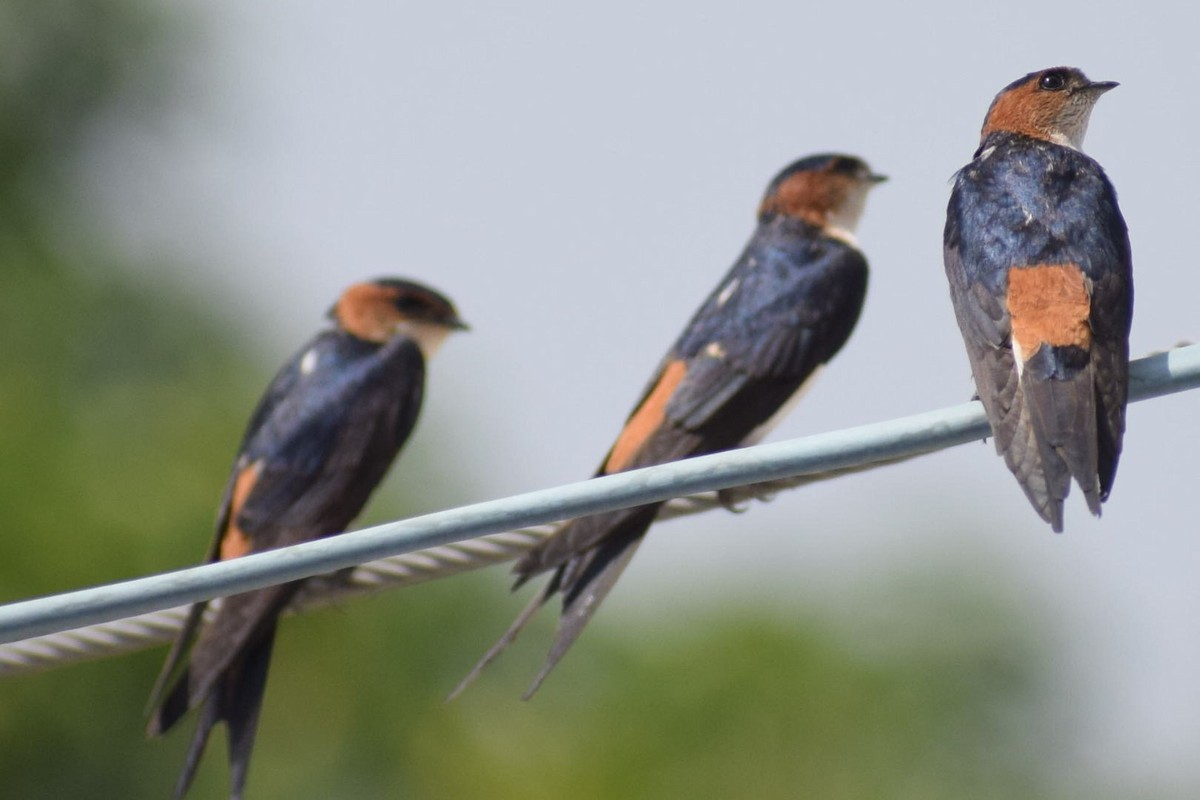 Red-rumped Swallow - ML616537178