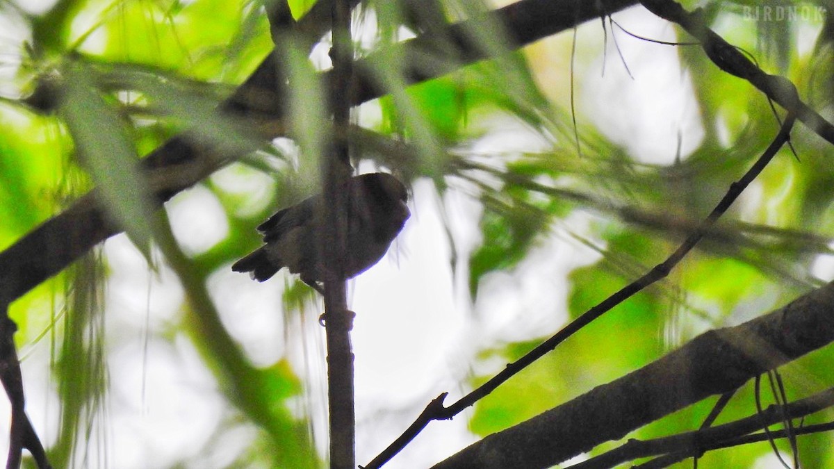 Short-tailed Parrotbill - Rounnakorn Thientongtaworn