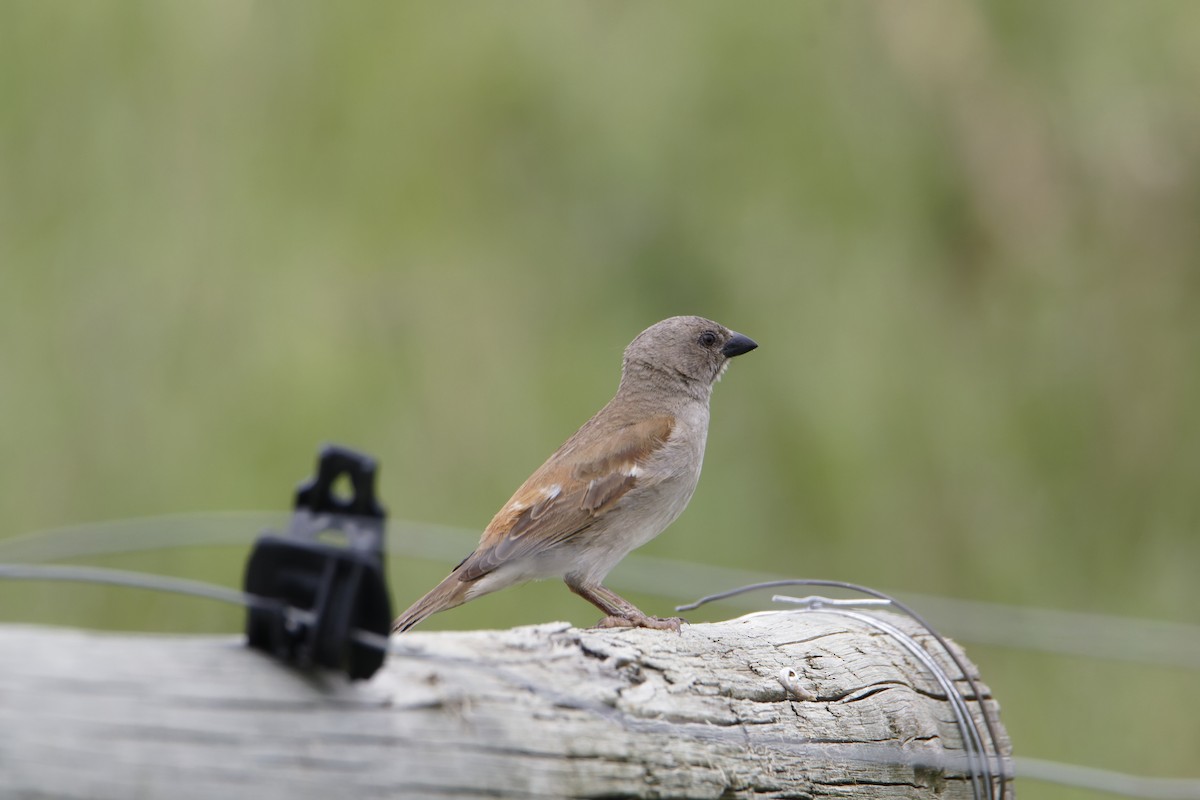 Southern Gray-headed Sparrow - Rene Ritsema