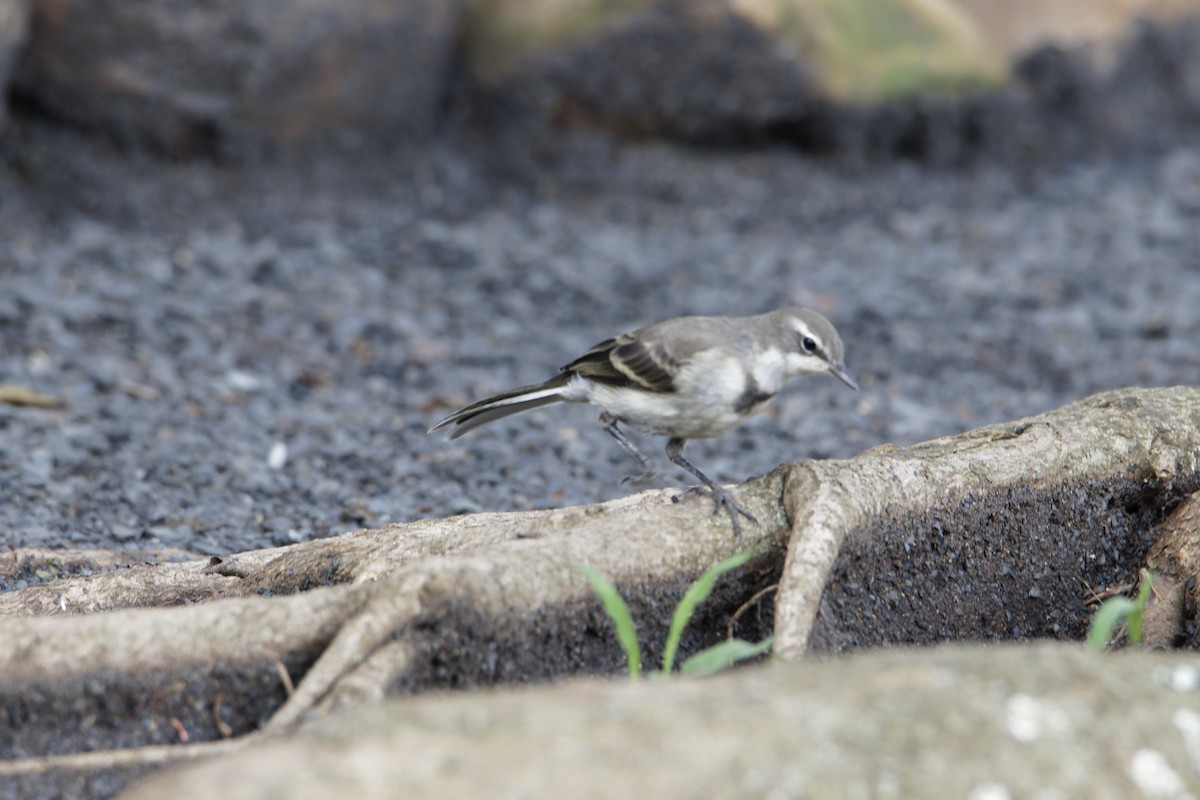 Cape Wagtail - ML616537306