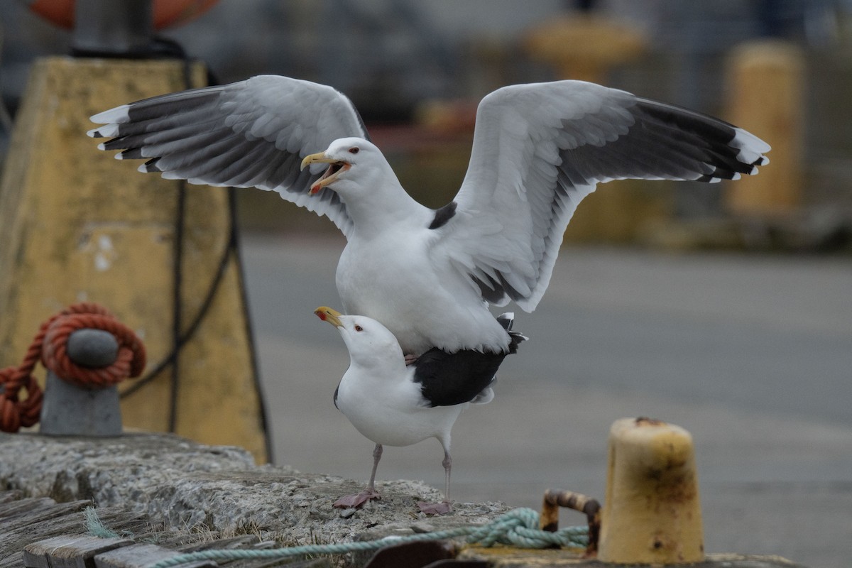 Great Black-backed Gull - Ronnie d'Entremont