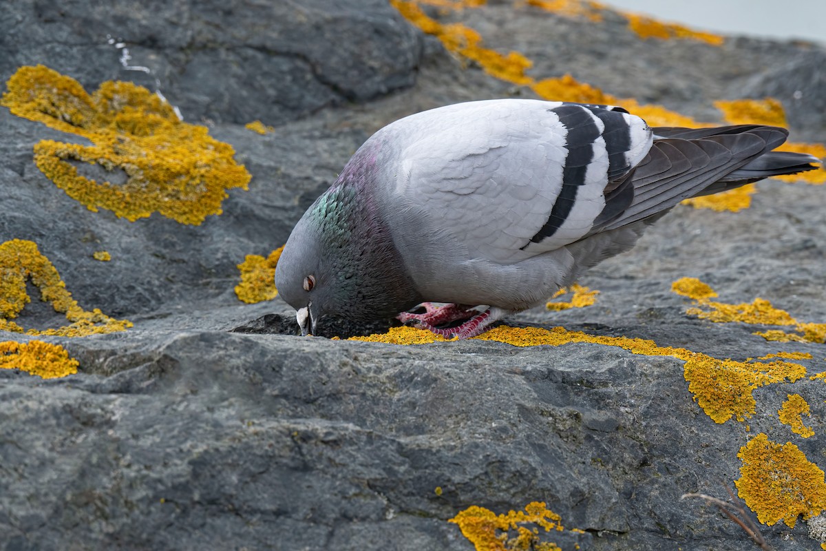 Rock Pigeon (Feral Pigeon) - Ronnie d'Entremont