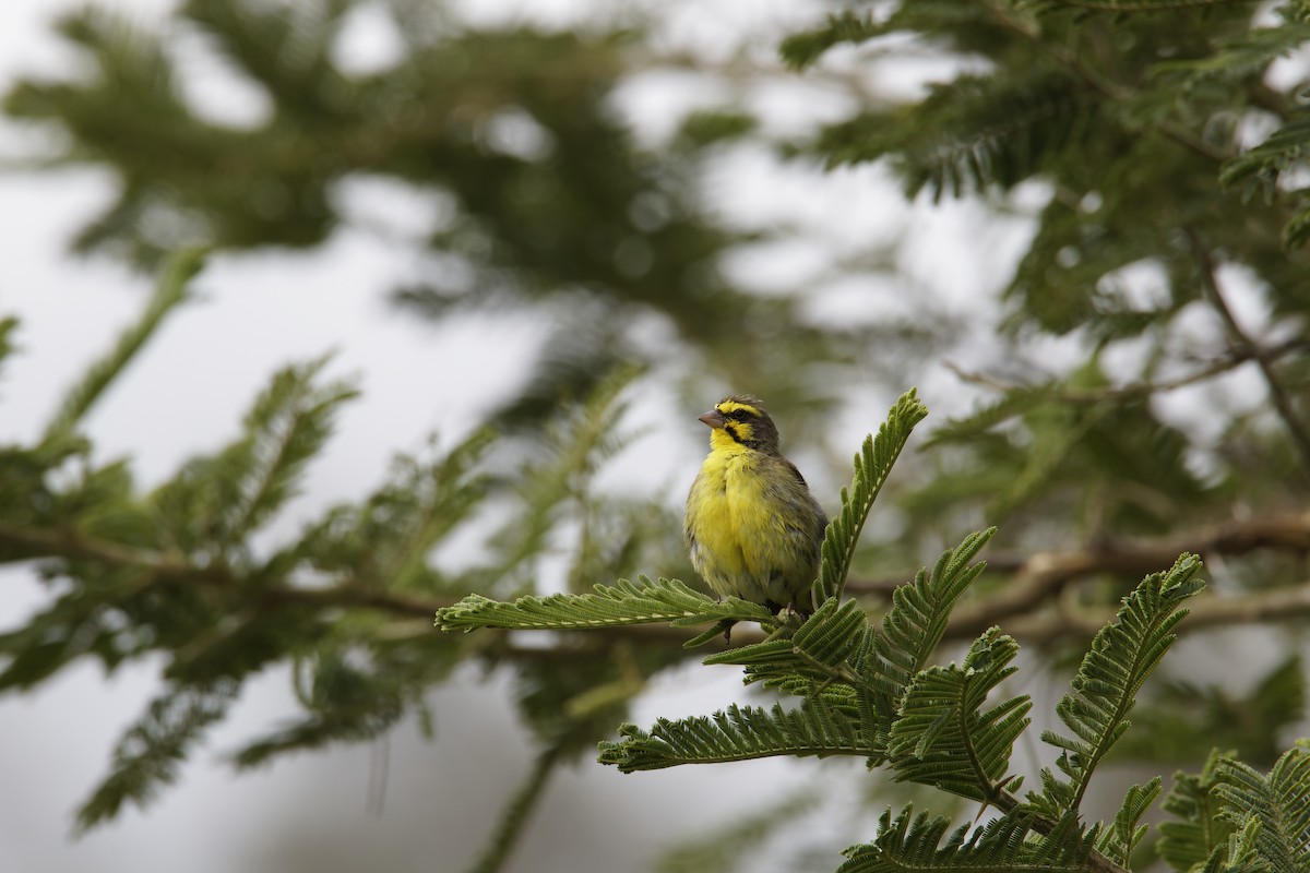 Yellow-fronted Canary - ML616537389