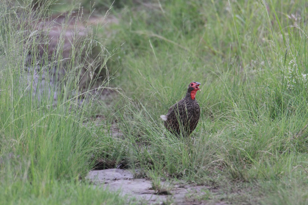 Red-necked Spurfowl - ML616537447