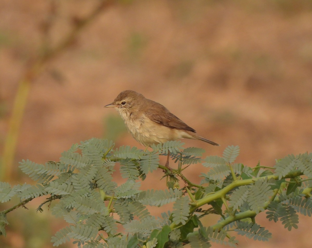 Booted Warbler - ML616537520