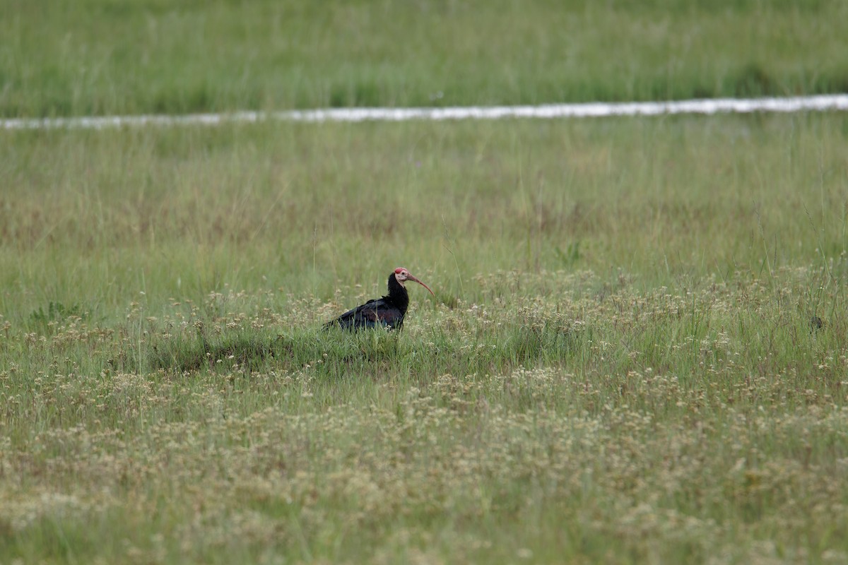 Southern Bald Ibis - Rene Ritsema
