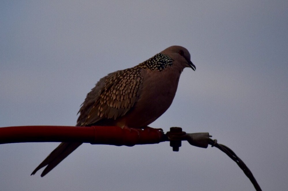 Spotted Dove - ML616537570