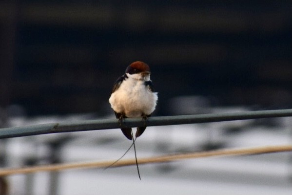 Wire-tailed Swallow - ML616537579