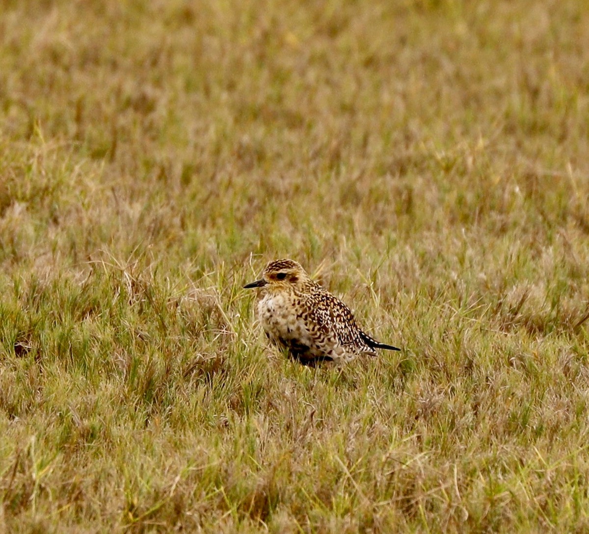Pacific Golden-Plover - Sherman  Wing